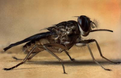 Tsetse-fly